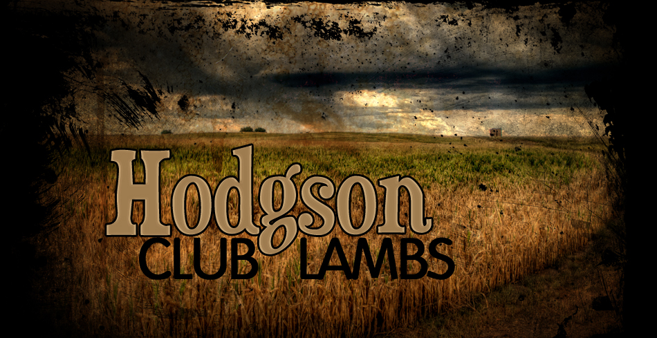 Hodgson Club Lambs